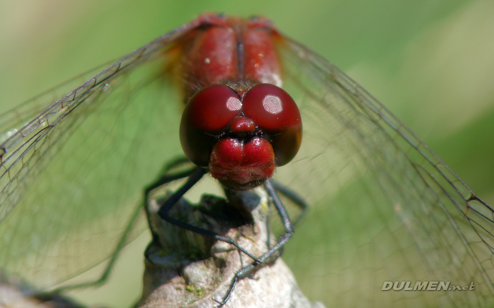 Rudy Darter (Male, Sympetrum sanguineum)